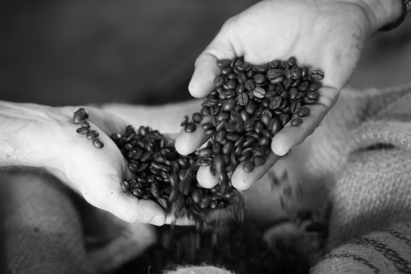 Geröstete Kaffeebohnen in den Händen
